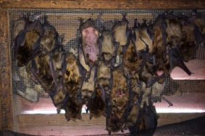 Bat Removal
