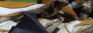 Bat Control - Bat Removal header