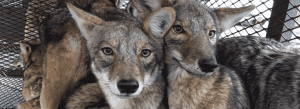 Coyotes in humane cage traps.