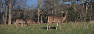 Deer grazing in a field.