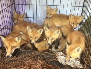 Foxes together in a cage.