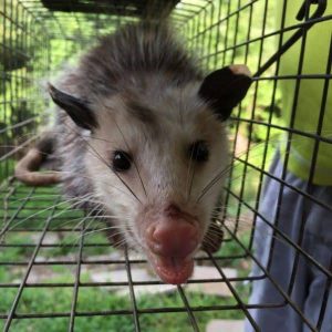 possum trapping