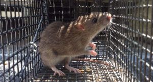 A rat in a humane cage trap.