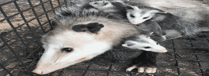 possum trapping