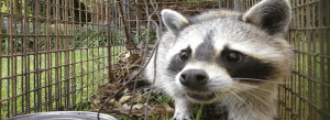 Raccoon Control