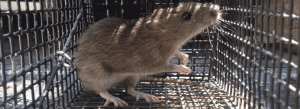 rat trapping - rat control header