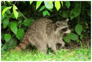 Raccoon in a yard