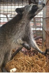 raccoon trapping
