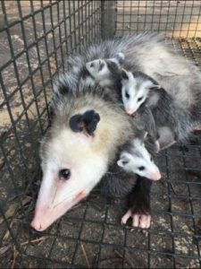 An Oppossum mother with young in a humane cage trap being relocated.
