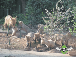 Foxes in a yard