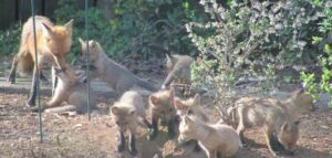 Foxes in a yard