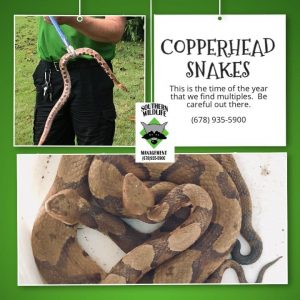 copperhead snake removal