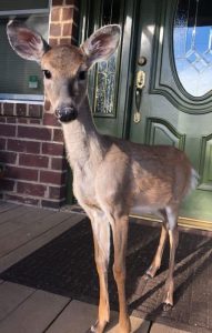deer rehab