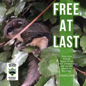 flying squirrel control