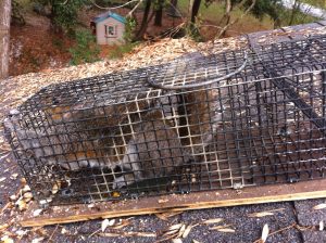 squirrel trapped on roof