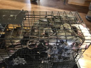 rat trapping, rat control, rat exterminating, rat trapping alpharetta, rat trapping johns creek, rat trapping cumming, rat trapping dawsonville, rat trapping milton, rat trapping duluth, rat trapping ball ground, rat trapping blue ridge, rat trapping elijay, rat trapping suwanee, rodent control alpharetta, rat trapping north georgia