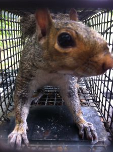 Another Squirrel Trapped in Alpharetta