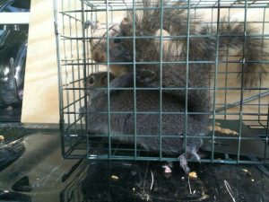 Double catch of Squirrels in Alpharetta