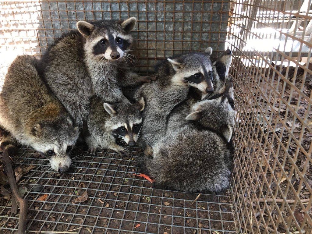 A Family of Raccoons in a Humane Cage Trap