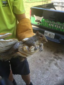 Hand removal of squirrel from a home in Johns Creek