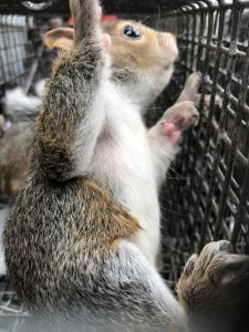 squirrel trapping - squirrel control