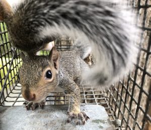 georgia squirrel trappers