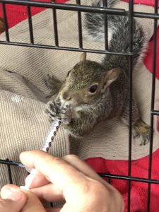 squirrel rehab