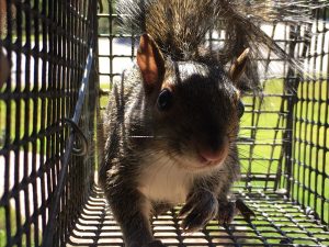 noises in my attic - squirrel