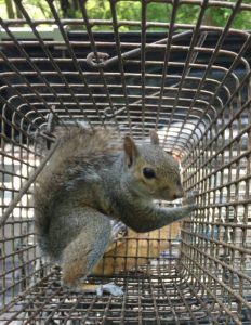 squirrel trapping and control