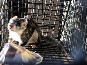 flying squirrel trapping