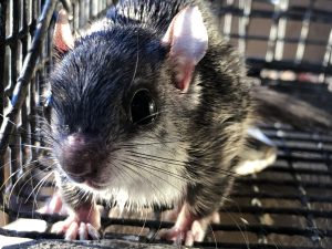 adorable flying squirrel