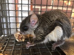 flying squirrel trapping 32