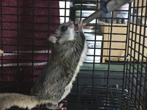 flying squirrel control