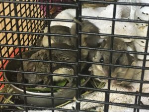 flying squirrel trapping