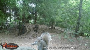 squirrel in johns creek