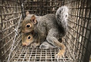 Two juvenile squirrels in a humane cage trap.