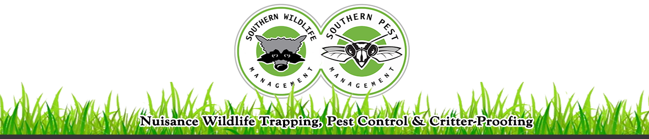 Southern Pest Management