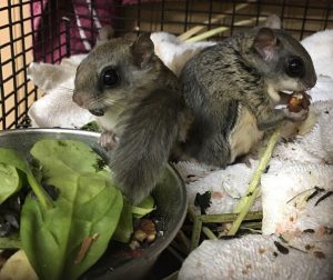 flyers trapped georgia