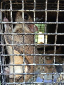 flying squirrel johns creek