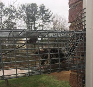 flying squirrel trapping