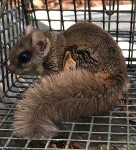 flying squirrel trapping