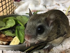 flying squirrel control