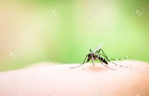 Mosquito 2 - Southern Pest Management pest control services in North Georgia