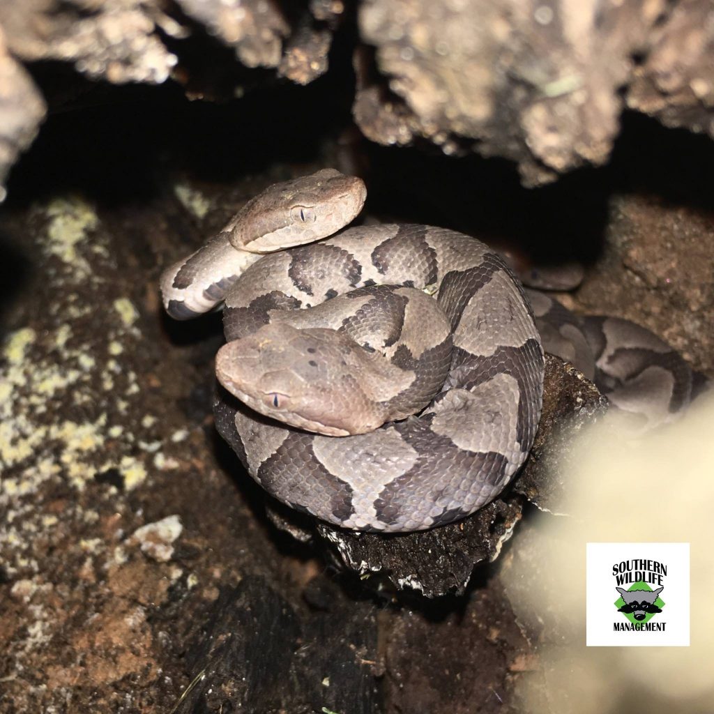 Copperheads in a hollow log.