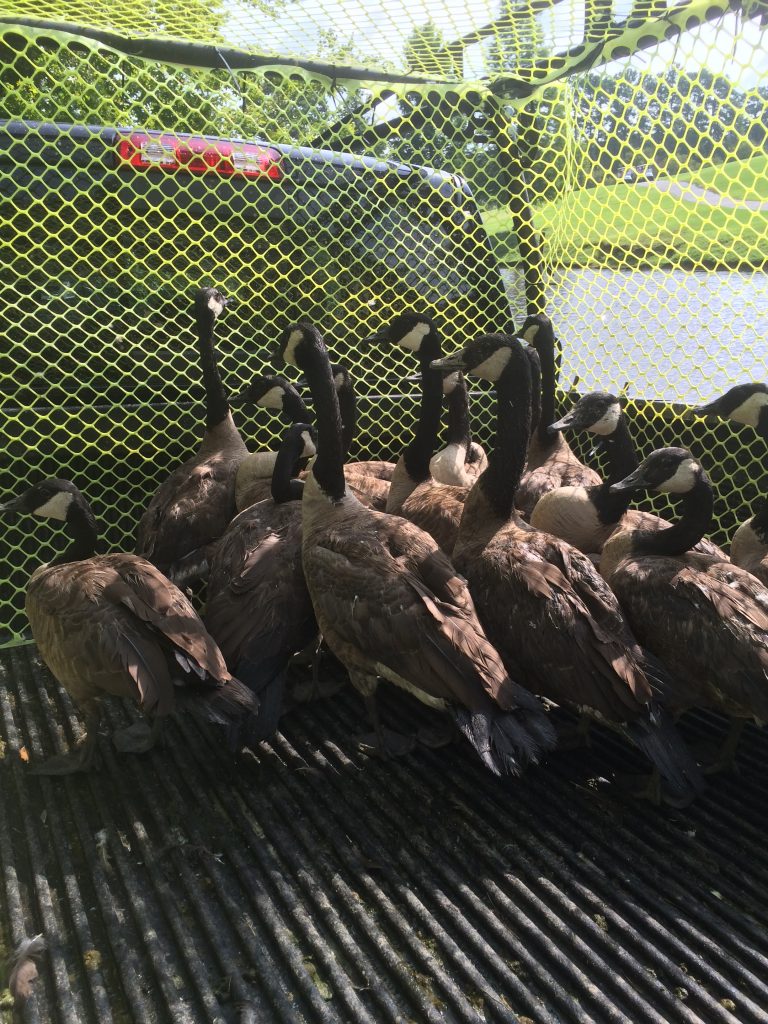 Geese in an enclosure during removal.