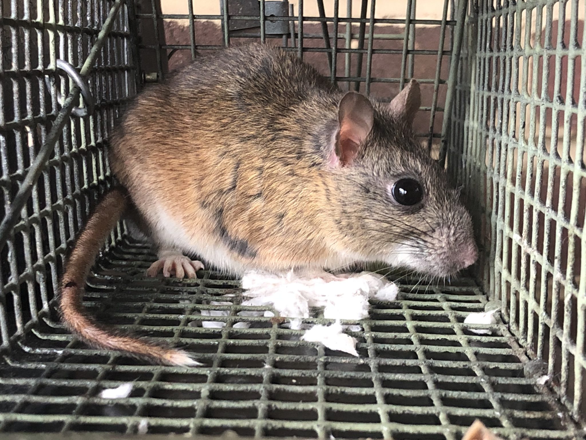 Rodent Trapping & Control Services