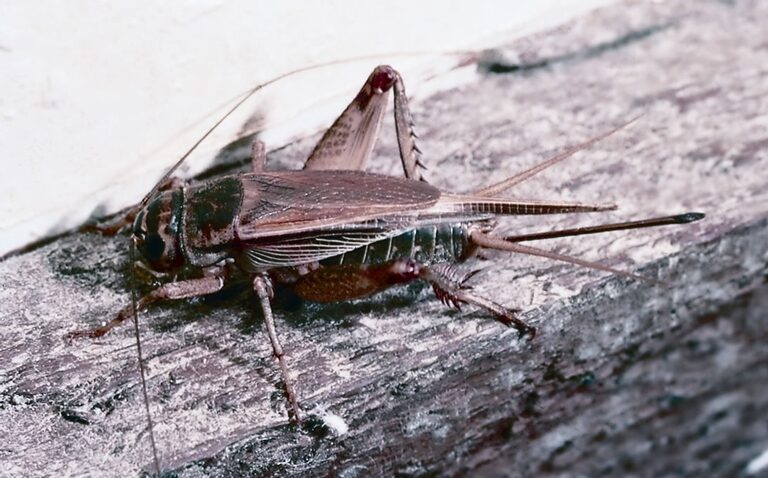 Crickets 2 - Southern Pest Management pest control services in North Georgia