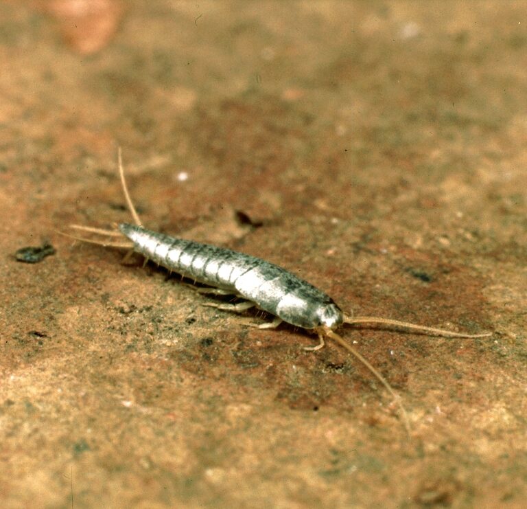 Silverfish 2 - Southern Pest Management pest control services in North Georgia