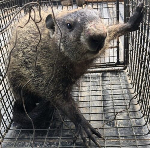 Groundhog in a human cage trap
