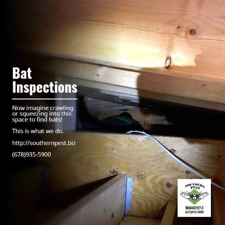 Bat Removal Bat Control Bats in Attic